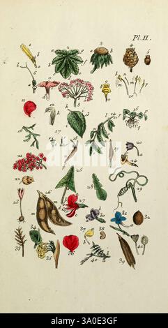 Flora Parisiensis Paris, P.F. Didot, 1776-1783, plantes, Paris, France, le jardin botanique de New York, œuvres picturales., cette illustration botanique détaillée met en valeur une collection diversifiée de plantes, fleurs et graines, organisées en grille. Chaque illustration numérotée présente différentes parties de plantes, y compris des feuilles, des fleurs et des gousses, avec des détails minuscules soulignant leurs caractéristiques uniques. L'arrangement démontre une gamme de formes et de couleurs, des pétales délicats aux structures de graines complexes, offrant une représentation méticuleuse du monde naturel. La diversité de la flore c Banque D'Images
