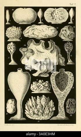 Die Kalkschwämme, Berlin, G. Reimer, 1872, éponges, collections de couleurs, Haeckel, hist, SCI, art, L'illustration présente une collection de formes complexes, mettant en valeur diverses structures organiques et géologiques. Chaque spécimen, numéroté de 1 à 11, présente des formes et des textures uniques, ressemblant à des coraux, des champignons ou des excroissances organiques abstraites. La composition est soigneusement agencée, soulignant la diversité des formes avec des détails tels que des bords à franges, des sommets bulbeux et des motifs de ramification délicats. La variété capture la complexité des conceptions naturelles, mettant en évidence à la fois la symétrie et l'irrégularité, dans Banque D'Images