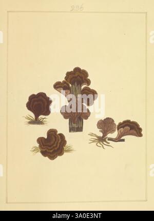 Icônes fungorum circa Halifax sponte Nascentium, 1784-1792, premiers travaux, écologie, Angleterre, guides de terrain, champignons, Halifax, identification, nomenclature, œuvres picturales, terminologie, Une collection de spécimens d'algues minutieusement illustrés, mettant en valeur leurs formes et textures uniques. Les dessins comprennent divers groupes de formes semblables à des frondes, chacun avec des motifs et des nuances distincts. Les détails délicats mettent en valeur les variations naturelles et la représentation artistique de la vie marine, soulignant la beauté de la flore océanique. L'arrangement suggère une étude scientifique, avec un accent sur la diversité an Banque D'Images