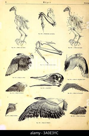 Illustrirte, Naturgeschichte, des, Thierreichs, Leipzig, J.J. Weber, 1848, oiseaux, amphibiens, reptiles, zoologie, cette collection présente des illustrations anatomiques détaillées d'oiseaux, mettant en valeur divers aspects de leur structure squelettique et de l'anatomie de leurs ailes. Les figures comprennent une représentation d'un squelette d'oiseau, mettant en évidence la disposition des os tels que le crâne, la cage thoracique et les membres. D'autres illustrations se concentrent sur la structure de l'aile, montrant l'articulation des plumes et des os essentiels pour le vol. Chaque segment est méticuleusement étiqueté pour aider à la compréhension de l'anatomie aviaire, emphasi Banque D'Images