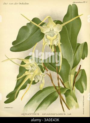 Dictionnaire iconographique des orchidees, 1896-1907, Botanique, Orchidaceae, œuvres picturales, L'illustration représente la beauté délicate de l'Aeranthus grandiflorus, mettant en valeur sa structure florale unique et ses sépales allongés. La plante présente de larges feuilles vertes luxuriantes qui créent un contraste saisissant avec les fleurs complexes. Les fleurs, avec leurs pétales allongés et leur forme distinctive, sont le point focal, présentant un aspect gracieux. Cette œuvre met en évidence la nature diverse et exotique des orchidées, capturant leur élégance et les détails complexes dans une étude botanique. Banque D'Images