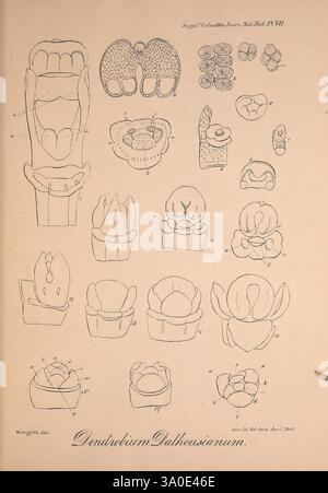 Icones Plantarum Asiaticarum Calcutta Bishop's College Press 1847-54 Asie botanique, cette illustration présente une gamme de croquis botaniques détaillés de l'orchidée Dendrobium Dalthousianum. Chaque dessin met en évidence différentes parties de la plante, y compris les structures florales et les modèles de croissance. L'arrangement présente différentes perspectives, telles que des vues frontales et latérales des fleurs, ainsi que des diagrammes transversaux qui révèlent les détails complexes de l'anatomie florale. L'élégance de l'orchidée est soulignée à travers les lignes précises et la représentation minutieuse de chaque élément, refléter Banque D'Images