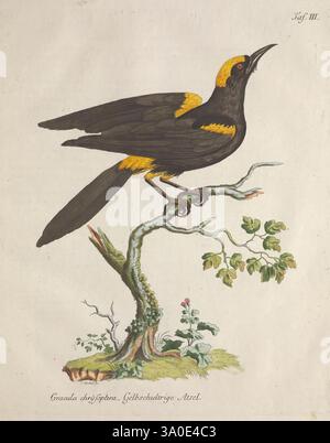 Avium rariorum et MINUS cognitarum Lipsiae, ex Bibliopolio Io. Godofr. Mülleriano, 1786, oiseaux rares, oiseaux, Une représentation saisissante d'un oiseau perché sur une branche, mettant en valeur son plumage jaune et noir éclatant. La tête de l'oiseau est tenue haute, affichant une couronne et un cou jaunes proéminents, tandis que ses ailes présentent des rayures jaunes audacieuses. La branche sur laquelle elle repose est ornée de feuilles délicates et d'une petite plante à fleurs, améliorant l'esthétique naturelle de la scène. Cette œuvre d’art capture les détails complexes des plumes de l’oiseau et du feuillage environnant, soulignant la beauté de la faune et de la flore Banque D'Images