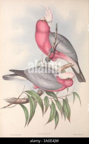 The Birds of Australia London, imprimé par R. et J. E. Taylor pub. Par l'auteur 1840-48 Australia Birds Pictorial Works Australia Gould John Gould Ornithology Birds Gould Gould, Australia Cacatua Eolophus roseicapilla Galah, deux galahs frappants, également connus sous le nom de cacatoès à poitrine rose, perchés gracieusement sur une branche. Leur plumage rose vif contraste magnifiquement avec leurs ailes et leur dos gris. Chaque oiseau présente une crête distinctive sur sa tête, l'un légèrement tourné pour afficher son profil tandis que l'autre fait face vers l'avant, créant un équilibre harmonieux. Autour d'eux se trouvent de délicates feuilles vertes Banque D'Images