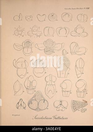 Icones plantarum asiaticarum, Calcutta, Bishop's College Press, 1847-54, Asie, botanique, cette collection présente une série d’illustrations botaniques complexes mettant en évidence les différentes caractéristiques morphologiques de l’espèce végétale *Succulentium Guttatum*. Les images représentent une gamme de structures florales, détaillant des aspects tels que les formes de pétales, les organes reproducteurs et d'autres caractéristiques botaniques. Chaque illustration est méticuleusement étiquetée, fournissant une vue systématique de l'anatomie de la plante, aidant à la compréhension de sa classification et à l'identification des traits. La disposition des dessins Banque D'Images