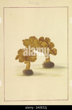 Icônes fungorum circa Halifax sponte Nascentium, 1784-1792, premiers travaux, écologie, Angleterre, guides de terrain, champignons, Halifax, identification, nomenclature, œuvres picturales, terminologie, cette illustration présente deux champignons minutieusement détaillés, mettant en valeur leurs formes et textures distinctes. Les structures s'élèvent élégamment, avec de larges calottes ondulées ressemblant à des pétales délicats, tandis que leurs bases sont arrondies et robustes, suggérant un attachement ferme au sol. Les tons chauds et terreux soulignent la beauté naturelle de ces organismes, soulignant leurs formes uniques et les motifs complexes qui ornent leurs Banque D'Images