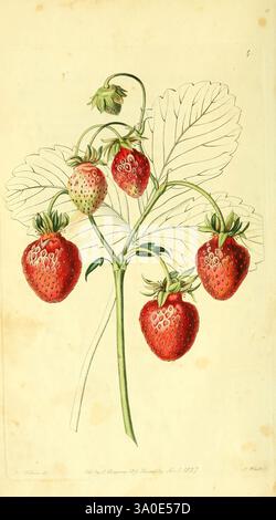 Le, pomologique, magazine, Londres, J, Ridgway, Grande-Bretagne, fraise, périodiques, fruit, culture, Une illustration botanique détaillée présente un groupe de fraises mûres suspendues à une plante verte feuillue. Les fraises présentent une teinte rouge riche, mettant en valeur leurs graines vibrantes et leurs formes courbes, tandis que quelques spécimens non mûrs affichent une couleur vert pâle. Les feuilles qui les accompagnent sont minutieusement détaillées, soulignant la structure naturelle de la plante. Cette illustration capture à la fois la beauté et les caractéristiques délicates de la fraise, servant d'étude de son anatomie et de sa croissance. Banque D'Images