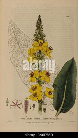 British, phaenogame, botanique, Oxford, publié par l'auteur vendu par J.H. Parker, 1834-43, Floras, Flowers, Great Britain, plantes médicinales, plantes, Verbascum nigrum, molène foncée, cette illustration présente la plante à fleurs connue sous le nom de Verbascum nigrum, communément appelée molène foncée. La représentation détaillée montre la grande inflorescence de la plante ornée de fleurs jaune vif, chacune avec cinq pétales disposés dans un motif symétrique. Les feuilles, bien visibles à la base, sont grandes et larges avec une surface texturée, caractéristique des espèces de molène. L'arrière-plan incluait Banque D'Images