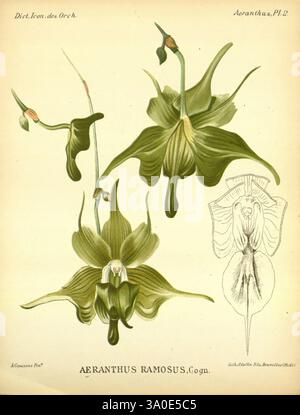 Dictionnaire iconographique des orchidees, 1896-1907, botanique, Orchidaceae, œuvres picturales, L'illustration montre l'Aeranthus ramosus, une orchidée frappante connue pour sa structure florale unique. Les fleurs présentent des pétales vifs et allongés qui se courbent gracieusement, créant une silhouette élégante. Les riches tons verts des pétales sont mis en évidence par des veines délicates, ajoutant texture et profondeur. Accompagnant la représentation florale principale est un dessin anatomique détaillé de la lèvre de la fleur, soulignant sa conception complexe et la complexité des structures reproductrices. Cette composition capture Banque D'Images