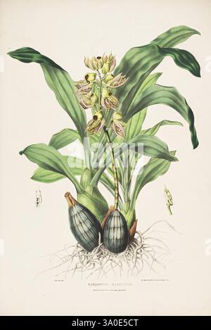 Les Orchidaceae du Mexique et du Guatemala. Londres, Ridgway, [1837-1843], guatemala, mexique, orchidaceae, plantes, chaletum maculatum, femmes en science, sarah ann drake, tum, 2, sarah ann drake, l’illustration présente une étude botanique d’un type d’orchidée, en particulier du genre *Cattleya*. Cette représentation détaillée met en valeur les formes et les motifs complexes des fleurs, qui émergent des feuilles vertes robustes. La plante est présentée avec ses racines bulbeuses et deux pseudobulbes proéminents à la base, soulignant la structure qui soutient la croissance. En outre, plusieurs bourgeons suggèrent le Banque D'Images