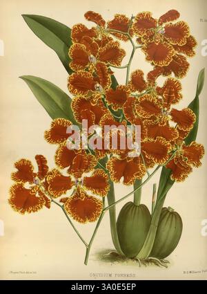 Orchid album, Londres, B. S. Williams, 1882-97, Orchidaceae, des périodiques, des œuvres picturales, Une présentation luxuriante d'Oncidium Forbesii, mettant en valeur ses fleurs aux franges oranges et jaunes vibrantes, disposées en un amas dense. Les motifs complexes de pétales soulignent l'élégance de cette variété d'orchidées, tandis que de larges feuilles vertes fournissent une toile de fond contrastée. Sous les fleurs, deux pseudobulbes bulbeux soulignent la croissance robuste de la plante, ajoutant une touche de beauté naturelle à cette composition botanique. Banque D'Images