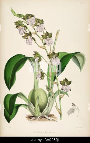 Une monographie d'Odontoglossum par James Bateman, Londres, L. Reeve & co, 1874, Odontoglossum, Une illustration botanique détaillée mettant en vedette une plante d'orchidée magnifiquement agencée, présentant des tiges allongées et arquées ornées de grappes de fleurs à motifs complexes. Les fleurs présentent une combinaison unique de couleurs et de textures, avec des pétales délicats qui affichent des marques complexes. Sous les fleurs, des feuilles vertes luxuriantes émergent d'une base bulbeuse arrondie, offrant un contraste vibrant avec les fleurs. L'œuvre d'art capture l'élégance et la complexité de l'orchidée, soulignant la beauté naturelle et Banque D'Images