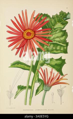 Les plantes à fleurs de l'Afrique Pretoria Botanical Research Institute Dept. of Agricultural Technical services République d'Afrique du Sud Afrique botanique périodiques plantes à fleurs, l'illustration présente la vibrante Gerbera jamesonii, communément connue sous le nom de Marguerite africaine. Deux fleurs entièrement fleuries avec des pétales rouges et oranges saisissants rayonnant d'un disque doré central, encapsulant l'essence de sa beauté, sont bien en évidence. Ci-dessous, un bourgeon signifie la promesse d'une floraison, tandis que de larges feuilles vertes dentelées fournissent un fond luxuriant, améliorant la composition globale. La description détaillée Banque D'Images