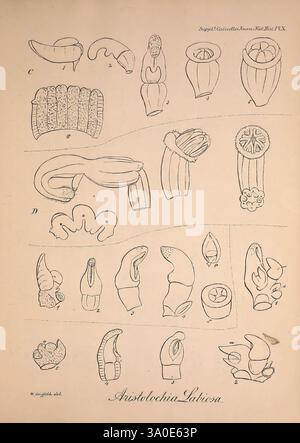 Icones plantarum asiaticarum, Calcutta, Bishop's College Press, 1847-54, Asie, botanique, Une série d'illustrations botaniques détaillées présentant diverses formes du genre Aristolochia, caractérisées par leurs formes et structures uniques. L'œuvre présente de multiples spécimens étiquetés avec des lettres et des annotations numériques, soulignant la diversité des caractéristiques florales et fruitières au sein de ce groupe. Chaque représentation présente des détails anatomiques qui soulignent la morphologie distincte, contribuant à la compréhension de la taxonomie et de l'identification des plantes. Les artefacts étiquetés servent de référence Banque D'Images