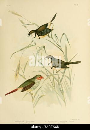 The Birds of Australia, Melbourne C. Stuart & co, 1890-91. Oiseau, oiseaux, Australie, ornithologie, oiseaux d'Australie, Australie, finch à double barreau, Neochmia ruficauda, finch STAR, Taeniopygia bichenovii, L'illustration montre trois espèces distinctes d'oiseaux perchées parmi de délicats brins d'herbe. Le premier oiseau, positionné sur la gauche, présente un plumage vert vif avec une tache rouge distinctive sur sa gorge. L'oiseau du milieu se caractérise par son mélange frappant de plumes noires et blanches, se démarquant bien en évidence dans le contexte naturel. L'oiseau sur la droite affiche des teintes subtiles Banque D'Images