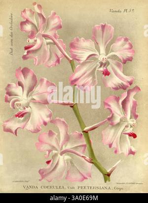Dictionnaire iconographique des orchidees, 1896-1907, botanique, orchidaceae, œuvres picturales, vanda, Alphonse Goossens, 2, orchidée, fleurs, Vanda coerulea, taxonomie : trinomiale = Vanda coerulea Peetersiana Banque D'Images