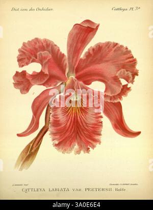 Dictionnaire iconographique des orchidees, 1896-1907, Orchidaceae, botanique, œuvres picturales, un Cattleya labiatta var. magnifiquement illustré. Orchidée Petersii, mettant en valeur ses pétales complexes ornés de nuances de rose et de blanc. La fleur présente des bords froissés et un centre jaune et blanc frappant, soulignant sa structure délicate. Le feuillage environnant fait allusion à son habitat naturel, rehaussant l'élégance globale de cette représentation botanique. Les détails méticuleux soulignent les caractéristiques uniques de l'orchidée, ce qui en fait un exemple captivant de l'art floral. Banque D'Images