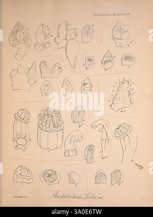 Icones plantarum asiaticarum. Calcutta, Bishop's College Press, 1847-54, Asia, Botany., cette collection d'illustrations botaniques minutieusement dessinées met en évidence diverses structures et formes associées au genre Aristolochia, communément appelé les artères de naissance. Chaque représentation détaillée met en valeur les formes et les motifs uniques des feuilles, des fleurs et d'autres parties reproductrices, soulignant la diversité au sein de cette famille de plantes. Le travail soigné au trait illustre la complexité et la beauté des formes, ce qui en fait une référence informative pour les amateurs de botanique et les chercheurs. Les annotations et le nombre Banque D'Images