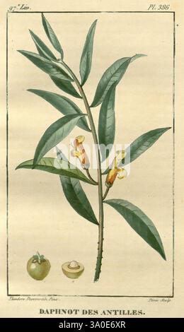 Flore médicale des Antilles, ou, Traité des plantes usuelles, Paris, Pichard, 1821-1829 botanique, West Indies, plantes médicinales, botaniques, médicales, cette illustration présente une représentation botanique du Daphnot des Antilles, mettant en valeur ses feuilles élancées et allongées et ses fleurs distinctives. La plante est accompagnée de deux fruits représentés en bas, l'un ressemblant à une petite baie et l'autre à une forme plus arrondie, soulignant la variété de cette espèce. Les détails complexes des feuilles et des fleurs suggèrent un environnement riche et naturel, tandis que la nomenclature scientifique souligne son classifi Banque D'Images