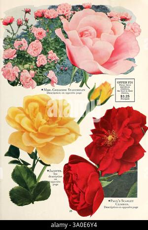 The Conard-Pyle Co, West Grove, Pa, Conard-Pyle Co, 1930, fleurs, roses, graines, catalogues, plantes ornementales, culture rose, rose Mme Gregoire Staechelin, rose grimpeur écarlate de Paul, histoires de jardin, rose Jacotte, en fleurs, cette illustration présente une sélection captivante de variétés de roses, chacune présentant leurs couleurs et formes uniques. Dans le coin supérieur gauche, des grappes de roses roses délicates fleurissent de manière vibrante, dégageant une élégance intemporelle. À côté d'eux, une rose plus grande et à fleurs entières dans des tons doux de rose incarne la grâce. Ci-dessous, une superbe rose jaune nommée 'Jacotte' se distingue par son éclat Banque D'Images