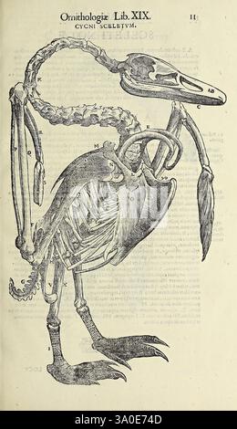 Vlyssis Aldrovandi philosophi ac medici Bononiensis historiam naturalem in gymnasio Bononiensi profitentis Ornithologiae hoc est de avibus historiae libri XII Bononiae apud Franciscum de Franciscis Senensem MDXCIX-MDCXXXVII 1599-1637, une illustration anatomique d'un oiseau, montrant en détail sa structure squelettique. Le diagramme identifie divers os et parties de l'oiseau, y compris le crâne, les ailes et la cage thoracique, fournissant un aperçu de sa physiologie. La conception met l'accent sur les connexions complexes entre les os, illustrant la forme globale et la structure du corps aviaire. Texte environnant ma Banque D'Images