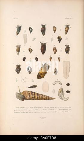 Zoologie, Paris, A. Bertrand, 1841-52., Une collection de diverses espèces de coquillages est présentée, illustrant la diversité et les subtilités de leurs formes. L'arrangement comprend différentes formes, tailles et textures, chacune étiquetée avec des noms scientifiques. Il convient de noter les spirales élaborées et les surfaces lisses, mettant en valeur la beauté naturelle de ces mollusques. L'illustration sert d'étude visuelle, mettant en évidence les caractéristiques communes et uniques, ainsi que quelques représentations anatomiques des créatures qui habitent ces coquilles. L'œuvre souligne l'importance des coquillages en biologie marine Banque D'Images