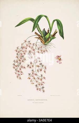 Les Orchidaceae du Mexique et du Guatemala. London, Ridgway, [1837-1843]. guatemala, mexique, orchidaceae, plantes, oncidium ornithorhynchum, femmes en science, sarah ann drake, 2 ans, sarah ann drake, Une représentation magnifiquement illustrée d'une variété d'orchidées, mettant en valeur des grappes délicates de petites fleurs roses en cascade gracieusement à partir de tiges minces. Les verts vibrants du feuillage contrastent avec les arrangements floraux complexes, tandis que les racines et la structure bulbaire de la plante sont visibles, soulignant ses détails botaniques. Ce travail met en valeur l’élégance du design de la nature, illustrant le complexit Banque D'Images