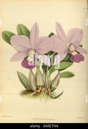 Orchid, album, Londres, B. S. Williams, 1882-97, Orchidaceae, périodiques, œuvres picturales, l'illustration présente l'exquise orchidée Cattleya walkeriana, avec de grandes fleurs délicates avec des pétales de lavande doux et une lèvre violette saisissante. La plante est représentée avec plusieurs bourgeons fermés ainsi que des feuilles vertes robustes, soulignant sa nature tropicale luxuriante. Les détails complexes de chaque fleur et bourgeon soulignent l'élégance et la complexité de cette belle espèce, ce qui en fait une représentation étonnante de botanique Banque D'Images