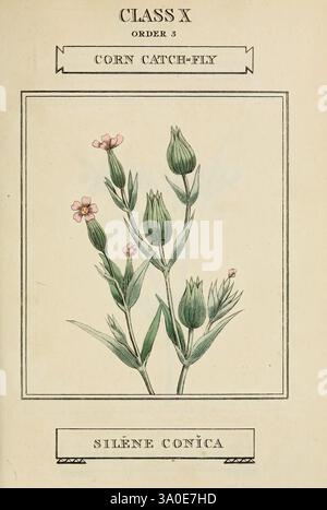 Elements of the Science of Botany, Londres, imprimé par T. Bensley pour J. Murray, 1812, plantes, classification, œuvres picturales, cette illustration montre la mouche à maïs, scientifiquement connue sous le nom de Silene conica. La plante est représentée avec des fleurs roses délicates et des bourgeons verts qui caractérisent son aspect unique. L'œuvre d'art capture la structure florale, mettant en valeur les tiges minces et les feuilles fines typiques de cette espèce. Sous la plante, le nom 'SILENE CONICA' est bien en évidence, indiquant sa classification botanique. La composition globale reflète un accent mis sur le naturel Banque D'Images