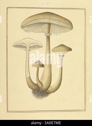Icônes fungorum circa Halifax sponte Nascentium, 1784-1792 premiers travaux écologie Angleterre guides de terrain champignons Halifax identification nomenclature œuvres picturales terminologie, Une collection de champignons est représentée, présentant Une variété de formes et de tailles. Les champignons présentent des chapeaux distinctifs : l'un est large et aplati, tandis que d'autres sont plus coniques et minces. Leurs tiges varient en hauteur et en largeur, certaines présentant des détails et des textures fins. Le fond est une couleur douce et neutre qui met en évidence les tons terreux des champignons, améliorant leur beauté naturelle. Les lignes délicates et l'ombrage fournissent Banque D'Images