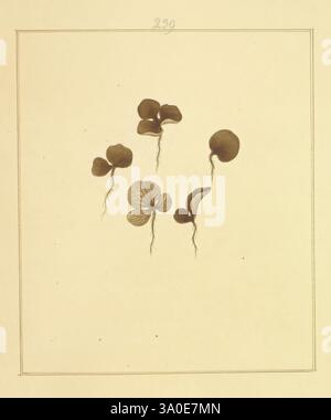 Icônes fungorum, circa, Halifax, sponte, Nascentium, 1784-1792, premiers travaux, écologie, Angleterre, guides de terrain, champignons, Halifax, identification, nomenclature, oeuvres picturales, terminologie, l'illustration présente une collection de petites pousses de plantes, mettant en valeur leurs structures délicates et leurs stades de croissance. Chaque germe présente des formes de feuilles distinctes - certaines avec des formes arrondies, en forme de cœur et d'autres plus allongées - soulignant la variété dans leur développement précoce. Les racines minces s'étendent vers le bas, soulignant la connexion au sol, tandis que la composition globale capture la beauté du Li botanique Banque D'Images
