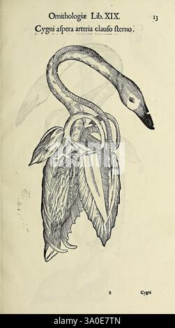 Vlyssis Aldrovandi philosophi ac medici Bononiensis historiam naturalem in gymnasio Bononiensi profitentis Ornithologiae de avibus historiae libri XII Bononiae apud Franciscum de Franciscis Senensem MDXCIX-MDCXXXVII [1599-1637], une illustration complexe représentant un cygne, montrant son cou allongé et sa tête distinctive. L'image incorpore des éléments de l'art botanique, avec des feuilles en évidence à côté de l'oiseau, suggérant un lien entre la flore et la faune. Le style orné reflète un accent mis sur l'histoire naturelle, caractéristique des illustrations scientifiques de Earlie Banque D'Images