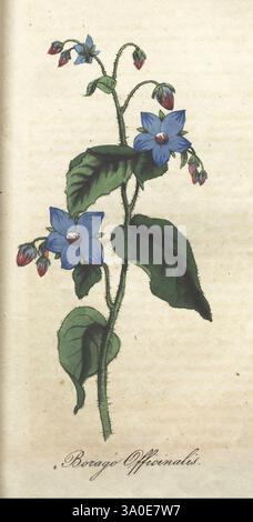 The Illustrated Botanany, New York, J.K. Wellman, 1846-1847, couleur, botanique, lithographies, œuvres picturales, l’illustration présente une plante délicate connue sous le nom de Borago officinalis, communément appelée bourrache. Cette représentation botanique met en valeur ses fleurs en forme d'étoile bleue frappantes, complétées par de douces feuilles vertes. La tige de la plante est ornée de petits bourgeons rougeâtres, suggérant la transition vers la floraison. Sous l'illustration, le nom 'Borago Officinalis' est élégamment inscrit, indiquant son histoire médicinale. La composition globale met en valeur les détails complexes de t Banque D'Images