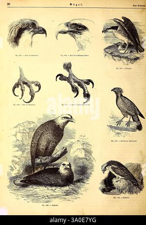 Illustrirte Naturgeschichte des Thierreichs. Leipzig, J.J. Weber, 1848, oiseaux, amphibiens, reptiles, zoologie, cette illustration présente une collection de dessins détaillés de divers oiseaux de proie, mettant en valeur différentes espèces et leurs traits distinctifs. Chaque représentation met en évidence des traits uniques, tels que des becs et des talons, accompagnés d'étiquettes pour l'identification. La rangée supérieure comprend des gros plans de becs et de griffes, soulignant leurs adaptations pour la chasse. La section inférieure présente deux plus grands oiseaux dans des poses plus dynamiques, affichant leurs ailes et leur posture majestueuses. La composition globale Ser Banque D'Images