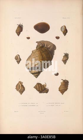 Zoologie Paris, A. Bertrand, 1841-52., Une illustration détaillée présentant différents types de coquillages, mettant en valeur leurs motifs et textures complexes. Au centre, une grande coquille bien visible, probablement un type de gastéropode, avec une forme en spirale et une surface striée. Autour de cette coquille centrale se trouvent de plus petites images de différentes variétés de coquilles, chacune avec des motifs et des formes uniques. Les coquilles sont étiquetées avec des noms scientifiques, reflétant leur classification et leur diversité. La composition globale met en évidence la beauté et la complexité de la vie marine, soulignant l'élégance de ces naturels Banque D'Images
