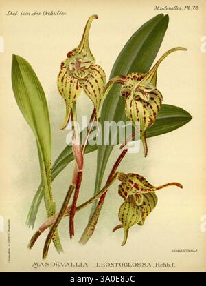 Dictionnaire iconographique des orchidees, 1896-1907, botanique, Orchidaceae, œuvres picturales, Masdevallia, cette illustration présente une représentation détaillée de Masdevallia leontoglossa, une orchidée frappante connue pour sa structure florale unique. Les fleurs, caractérisées par des pétales allongés et des motifs complexes, présentent un mélange de couleurs et de marques distinctives qui soulignent leur nature exotique. Accompagnant les fleurs sont des feuilles vertes luxuriantes qui contrastent magnifiquement avec les fleurs vives. Cette œuvre d'art illustre l'élégance et la diversité des espèces d'orchidées, mettant en valeur l'interaction délicate BE Banque D'Images
