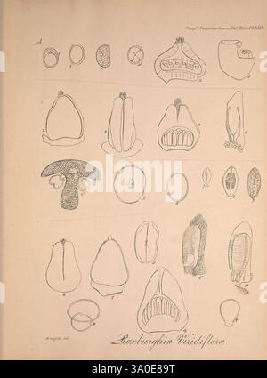 Icones plantarum asiaticarum, Calcutta, Bishop's College Press, 1847-54, Asie, botanique, Une collection d'illustrations botaniques détaillées présentant les différentes étapes et formes de la plante Roxburghia viridiflora. Les illustrations comprennent des vues étiquetées des graines, des fruits et des structures reproductives, organisées systématiquement pour l'étude. Chaque illustration est méticuleusement rendue, soulignant les caractéristiques uniques de l'espèce, telles que les formes et les textures. Les étiquettes indiquent des parties spécifiques telles que la graine, le fruit et les sections transversales possibles, fournissant des informations précieuses pour l'identité botanique Banque D'Images
