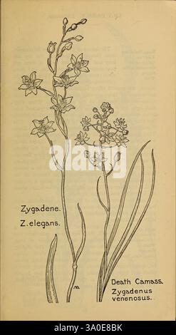 Livre des fleurs sauvages occidentales, New York, 1915, identification, ouest des États-Unis, fleurs sauvages, Margaret Neilson Armstrong, Margaret Neilson Armstrong, femmes en science, l'illustration montre une plante du genre **Zygadenus**, spécifiquement étiquetée **Zygadenus elegans** et communément appelée **Death Camas**. Cette représentation botanique comprend des croquis détaillés des fleurs et des feuilles allongées de la plante, soulignant la structure florale délicate avec de multiples fleurs en forme d’étoile sur des tiges minces. Le texte d'accompagnement fournit sa classification scientifique, en soulignant sa reconnaissance avec esprit Banque D'Images