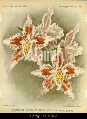 Dictionnaire iconographique des orchidees, 1896-1907, botanique, Orchidaceae, œuvres picturales, Odontoglossum, Une représentation magnifiquement illustrée de l'Odontoglossum crispum, var. Orchidée Capartianum. Cette œuvre botanique met en valeur les détails complexes de la fleur, mettant en valeur ses délicats pétales ornés de motifs frappants de taches rouges et brunes sur un fond blanc crème. Les textures riches et la structure unique de chaque pétale sont soulignées, démontrant l'attention de l'artiste à la beauté naturelle de la plante. La composition présente l'orchidée gracieusement, célébrant son élégane Banque D'Images
