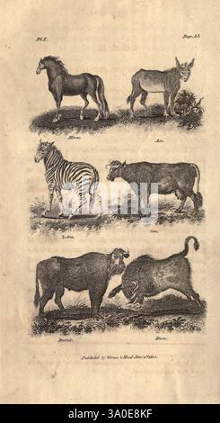 Goldsmith's History of the Earth and Animated nature, abrégé, Londres, Vernor Hood et Sharpe, 1807, géographie physique, zoologie, Une illustration détaillée mettant en vedette divers animaux dans des poses distinctes. Au sommet, un cheval fort est fier. En dessous, un âne agile affiche sa construction robuste. À côté de l'âne se trouve un zèbre, mettant en valeur ses rayures uniques. Une vache pèle tranquillement à côté d'elle, suivie d'un taureau, caractérisé par sa stature robuste. En bas, un bison est représenté, soulignant sa présence puissante. La composition met en évidence la diversité du bétail et de la faune, encadrée contre Banque D'Images