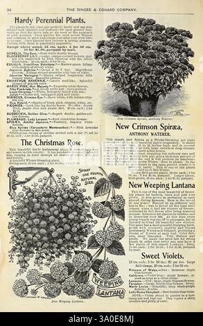 Automne 1900, West Grove, Pa, The Dingee & Conard Co, 1900, fleurs, roses, graines, catalogues, lantana pleureur, matériel de pépinière, horticulture de pépinière, plantes bulbes, catalogues commerciaux, Dingee Conard Co, histoires de jardin, en fleurs, spirea cramoisi, la page présente un catalogue détaillé de plantes vivaces robustes offertes par la société Dingee & Conard. Il met en évidence diverses variétés de plantes, y compris la Rose de Noël, Golden Glow et Sweet Violets, avec des descriptions de leurs caractéristiques et des conseils de culture. Chaque plante est accompagnée d'illustrations mettant en valeur ses fleurs, complétées par des spécifiques Banque D'Images