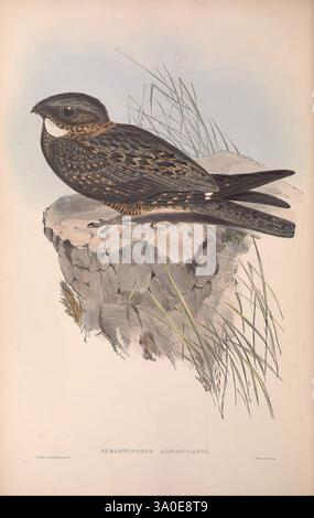 The Birds of Australia, Londres, imprimé par R. et J. E. Taylor pub. Par l'auteur 1840-1848, Australie, oiseaux, œuvres picturales, John Gould, Gould, ornithologie, Australie, Gould, Gould Australie, Eurostopodus albogularis, Eurostopodus mystacalis, boîte de nuit à gorge blanche, Un petit oiseau aux motifs complexes se trouve au sommet d'un rocher accidenté, entouré de délicats brins d'herbe. Son plumage présente un mélange de bruns, de noirs et de blancs, présentant un mélange frappant de motifs mouchetés et barrés qui fournissent un camouflage efficace dans son habitat naturel. Les yeux de l'oiseau sont vifs et expressifs, reflectine Banque D'Images