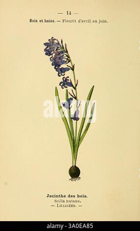 Atlas de poche des plantes des champs, des prairies et des bois, Paris, 1894, plante, bulbe, Wood's Hole, botanique, plante à fleurs, Hyacinthoides, monocotylédon, Hyacinthoides non-scripta, Asparagales, Asparagaceae, plante vivace, Bluebell commune, œuvres picturales, Hyacinthoides non-scripta, Scilloideae, usine Europe, usine Amérique du Nord, L'illustration montre une plante Bluebell, communément appelée 'Jacinthe des bois' ou Scilla Nutans, caractérisée par sa tige élancée et allongée ornée de fleurs délicates en forme de cloche qui créent un effet de cascade. Le feuillage se compose de gre long et étroit Banque D'Images