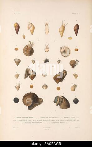 Zoologie Paris, A. Bertrand, 1841-52., cette composition visuelle présente une variété de coquillages et de mollusques, méticuleusement illustrés pour mettre en valeur leurs formes, textures et motifs complexes. Chaque spécimen est étiqueté avec sa classification scientifique, fournissant une référence claire à ses espèces. L'arrangement comprend des coquilles spirales et coniques, mettant en évidence la diversité des formes au sein de la vie marine. Le rendu détaillé souligne les caractéristiques uniques de chaque coquille, telles que les crêtes, les surfaces lisses et les motifs ornés, invitant les spectateurs à apprécier la beauté et la complexité du Banque D'Images