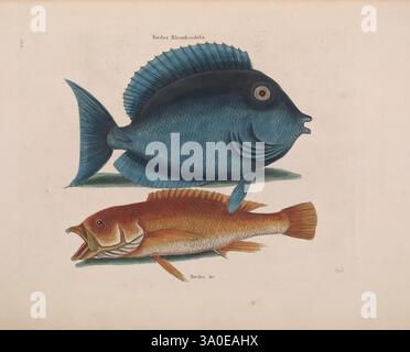 The Natural history of Carolina, Florida, and the Bahama Islands, Londres, imprimé pour B. White, 1771. Bahamas, oiseaux, botanique, histoire naturelle, Caroline du Nord, œuvres picturales, œuvres pré-linnéennes, États du Sud, Mark Catesby, Géorgie, Floride, Caroline du Sud, Ichthyologie, poissons, Acanthurus coeruleus, Blue Tang, Cephalopholis fulva, Coney, Catesby, cette œuvre présente deux espèces distinctes de poissons positionnées côte à côte. Sur la gauche, un poisson plat de forme ovale présentant une texture sombre et lisse et un œil rond proéminent, se caractérise par son corps comprimé latéralement et ses longues nageoires. Sur la droite Banque D'Images