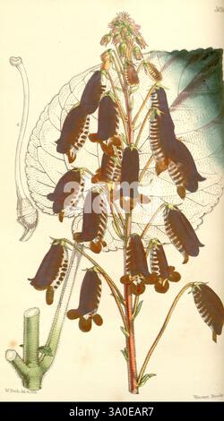 Curtis's Botanical Magazine, Londres, New York, illustration botanique, botanique, périodiques, œuvres picturales, plantes ornementales, Curtis, Une illustration botanique mettant en vedette une plante à fleurs avec de multiples fleurs allongées et tubulaires disposées le long d'une tige mince. Les fleurs sont caractérisées par leur couleur sombre, avec des motifs et des textures complexes. En arrière-plan, des dessins détaillés des feuilles et de la tige de la plante sont inclus, offrant une vue complète de sa morphologie. La composition combine des couleurs vibrantes avec une attention méticuleuse à la précision botanique, mettant l'accent sur l'Uni Banque D'Images