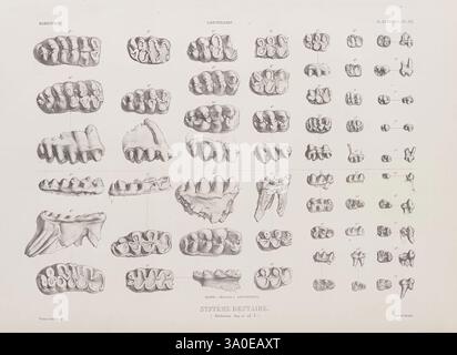 Ostéographie ou Description iconographique comparée du squelette et du système dentaire des mammifères récents et fossiles, Paris, J.B. Baillière et fils, 1839-1864, Henri Marie Ducrotay, Une collection complète d'illustrations détaillées mettant en valeur différents types de dents. L'écran présente un ensemble de structures dentaires, y compris des molaires, des prémolaires et des incisives, organisées systématiquement pour comparaison. Chaque ensemble de dents est étiqueté avec des noms et des classifications spécifiques, soulignant la diversité de la morphologie dentaire. Le travail de ligne méticuleux souligne les contours et les caractéristiques o Banque D'Images