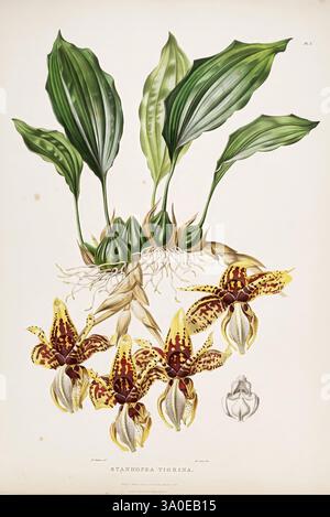 Les Orchidaceae du Mexique et du Guatemala. London, Ridgway, [1837-1843]. Guatemala, Mexique, Orchidaceae, plantes, Stanhopea tigrina, femmes dans la science, Augusta Innes Withers, Augusta Innes Withers, l'illustration présente l'orchidée Stanhope, en particulier Stanhopetia tigrina, mettant en valeur sa structure florale complexe et ses marques distinctives. Des motifs jaunes et bruns vibrants ornent les fleurs, complétés par des feuilles vertes luxuriantes et des structures enracinées en dessous. Le rendu détaillé capture la forme unique de chaque fleur d'orchidée, mettant en évidence les caractéristiques délicates et les textures qui définissent cet ex Banque D'Images