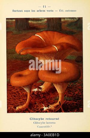 Nouvel Atlas de poche des champignons comestibles et Vénéneux Paris Léon Lhome 1911-1912 champignons, Une représentation de trois champignons mis en évidence sur un fond riche et terreux, avec des feuilles tombées éparpillées autour d'eux. Le plus grand champignon se dresse haut au centre, tandis que deux plus petits le flanquent, mettant en valeur leurs formes et textures uniques. Au-dessus des champignons, le texte les identifie comme 'Clitocybe retourné' (Clitocybe inversa) et pose la question 'comestible?' se renseigner sur leur comestibilité. La scène capture un moment serein dans la nature, représentant probablement la fin de l'été ou l'automne Banque D'Images