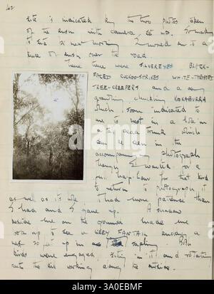 Ornithological Field Diaries of A. Graham Brown 1947-1957, Une page manuscrite présente une observation détaillée de diverses espèces d'oiseaux dans un cadre naturel. Le texte décrit l'habitat et le comportement des oiseaux, en mentionnant spécifiquement le coucou à face noire et le fantôme gris. Cette description est accompagnée d’une représentation visuelle d’une forêt luxuriante et verdoyante, suggérant un écosystème riche où ces oiseaux prospèrent. Le récit souligne l’importance écologique des espèces observées, en indiquant leurs traits et rôles uniques dans l’environnement. Les notes démontrent un inter vif Banque D'Images